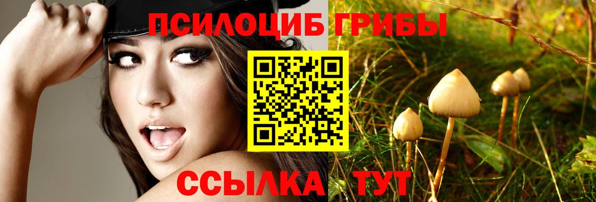Урюпинск  Псилоцибиновые грибы Cubensis  Вход с VPN 